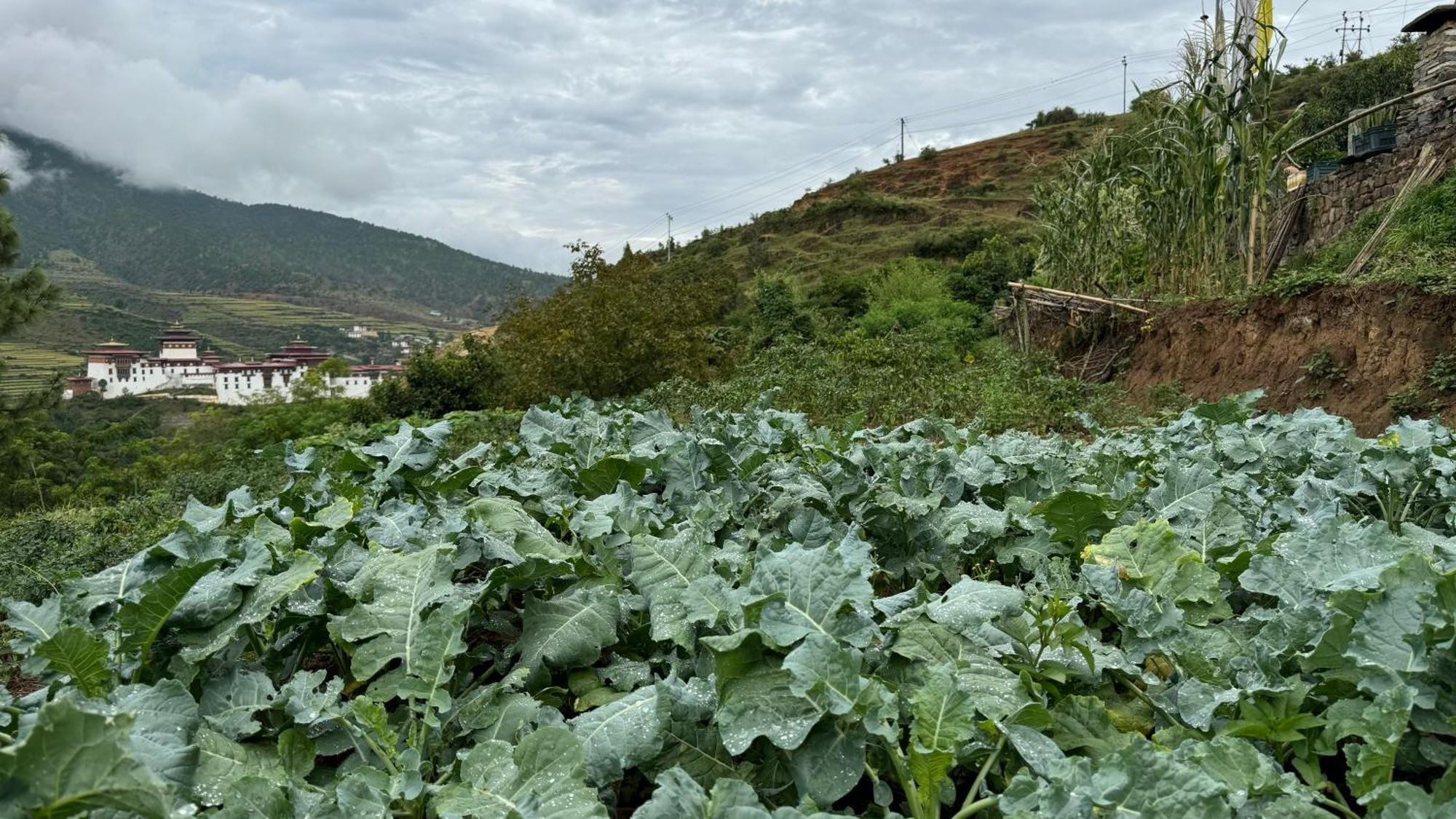 Wangdue Ecolodge Wangdue Phodrang 외부 사진