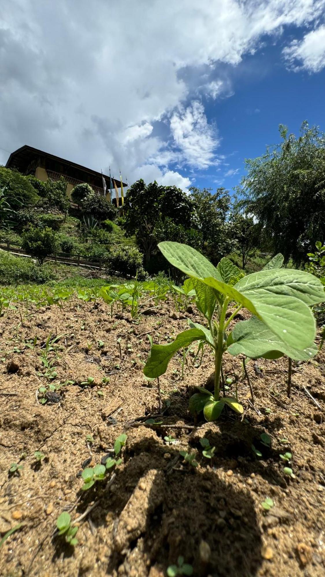Wangdue Ecolodge Wangdue Phodrang 외부 사진